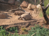 Desert tortoise