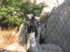 California condor