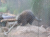 Porcupine