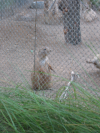 Black tailed prairie dog