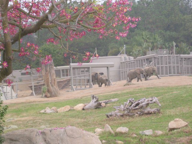 African elephants