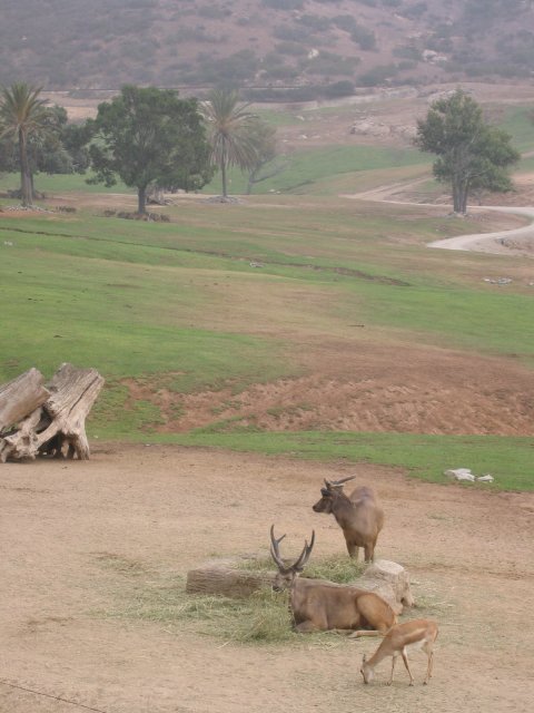 Deers