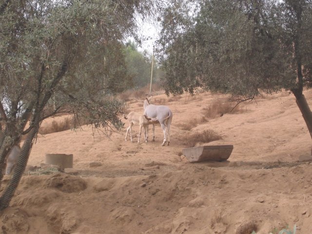 Female donkey breast feeding baby