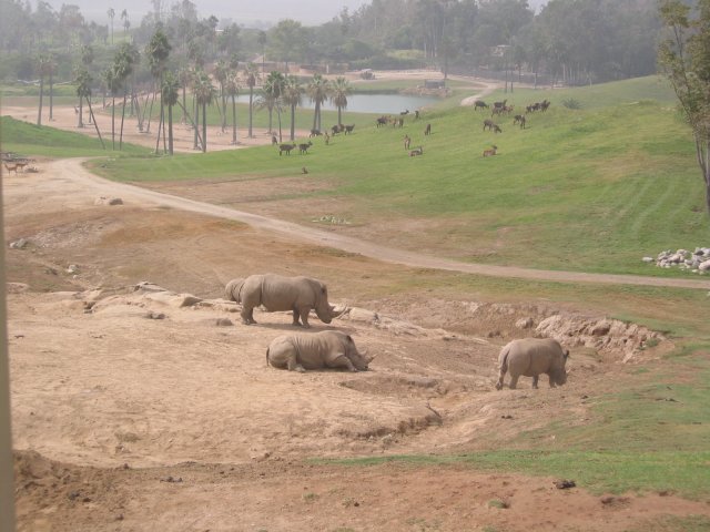 Rhinos, antelopes