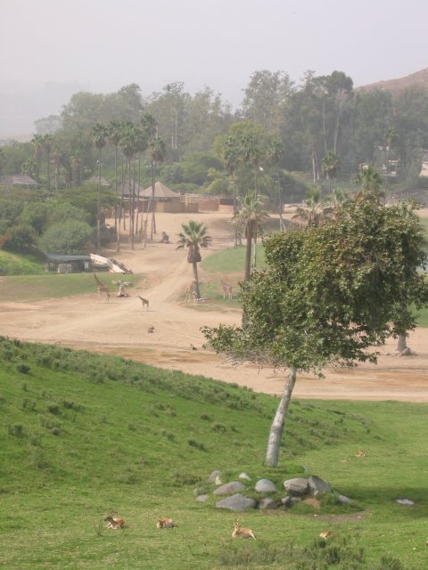 Giraffs