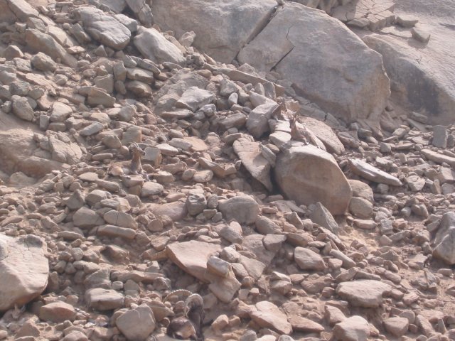 Three horned animals (well hidden in the rocks)