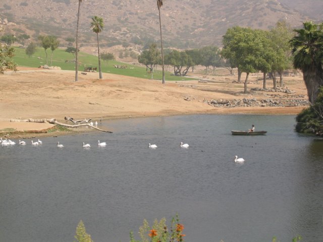 Pelicans