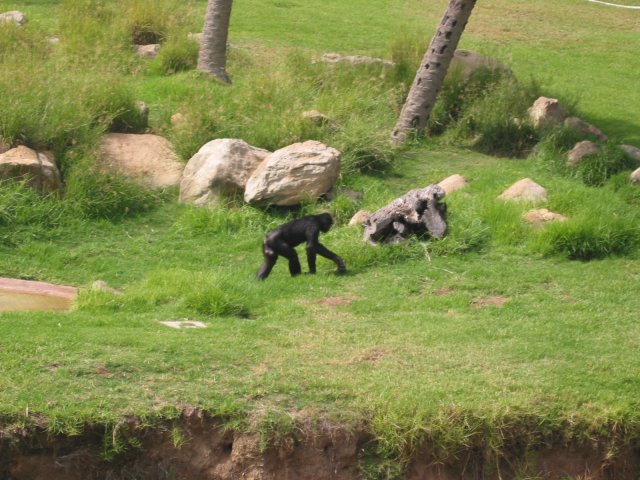 Bonobo