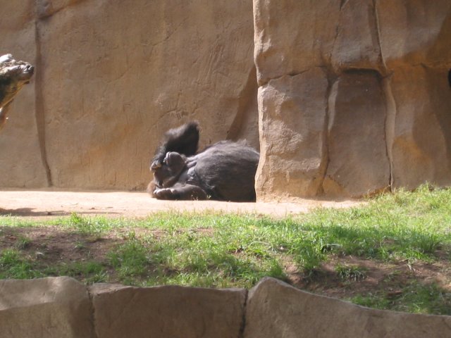 Gorilla