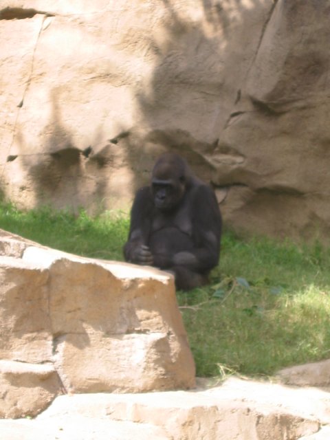 Gorilla