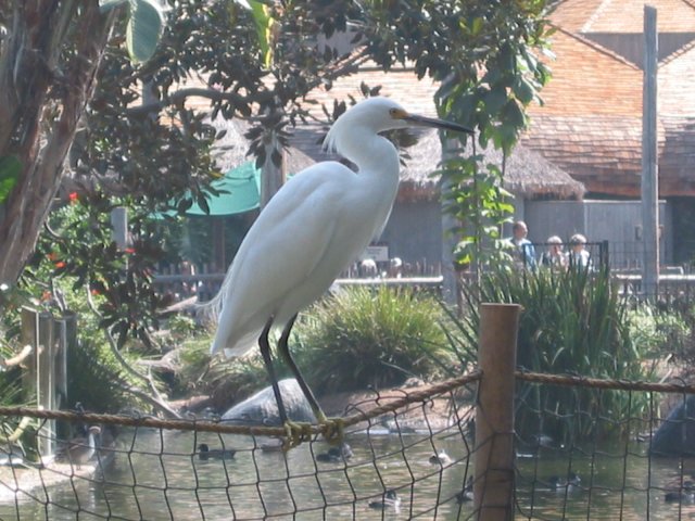 Egret