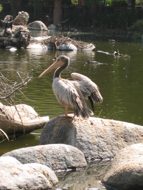 Pelican