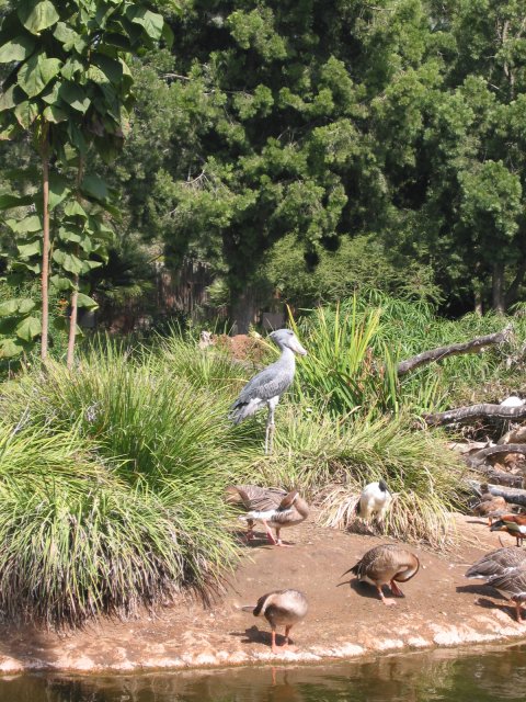 Shoebill bird