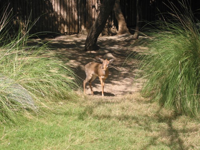 Dik dik