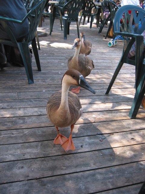 Ducks