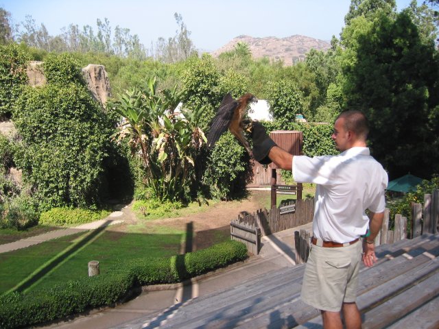 Bird of prey