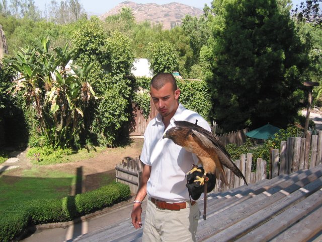 Bird of prey