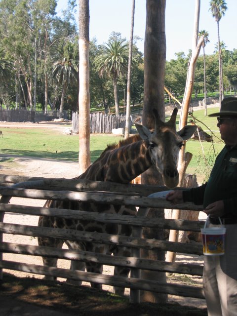 Giraffe
