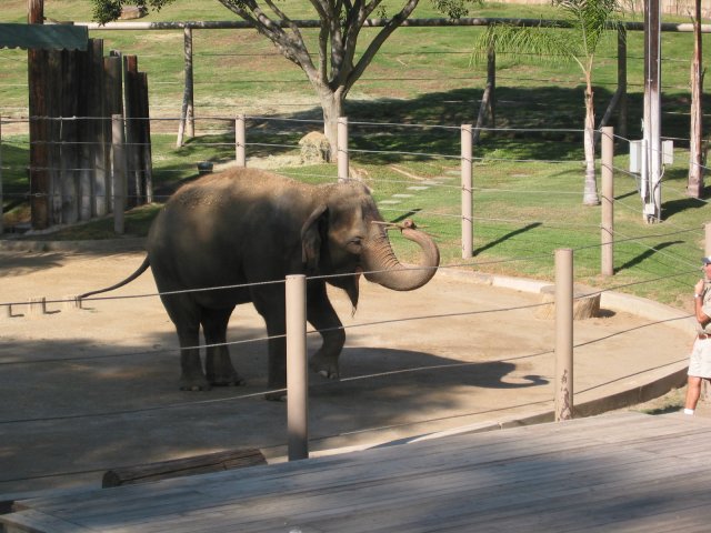 Asian elephant on show: showing the stick and lifting front paw