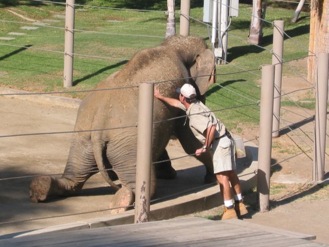 Asian elephant on show: Sitting on the rear knees