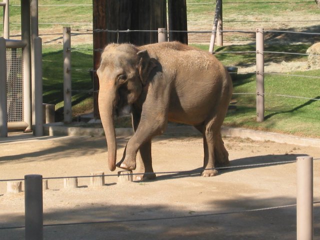 Asian elephant on show: walking on small stumps