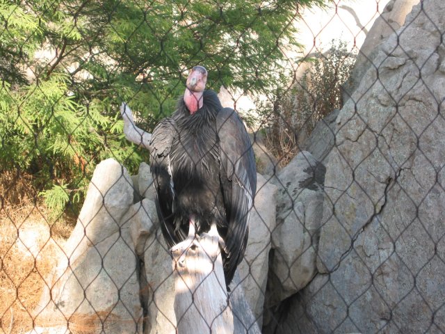 California condor