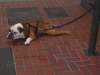 Dog on leash that seems to crawl on the pavement