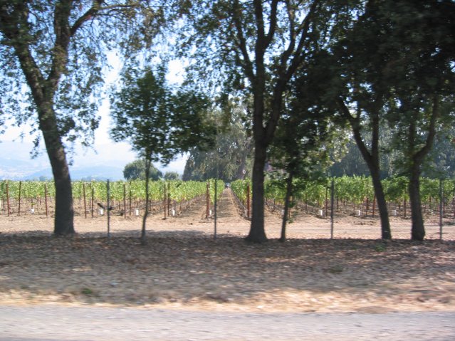 Vineyards