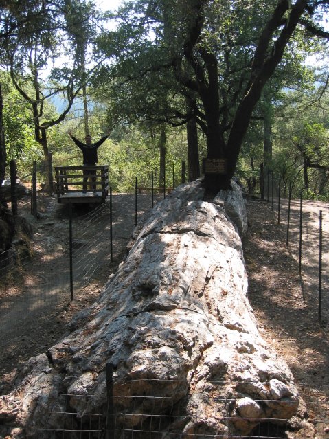 "The Queen" petrified sequoia tree, Steph gesturing on the left