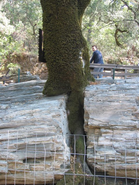 A tree grows between two chunks of petrified sequoia, Steph in the background