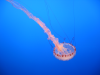 Jelly fish