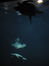 Turtles