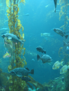 Kelp and fish