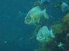 Twin fish