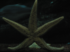 Starfish