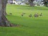 Long necked large birds grazing in neat grass