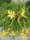 Yellow flowers