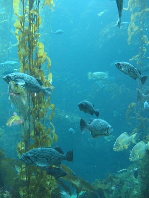 Kelp and fish