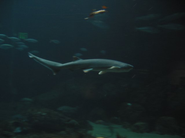 Shark
