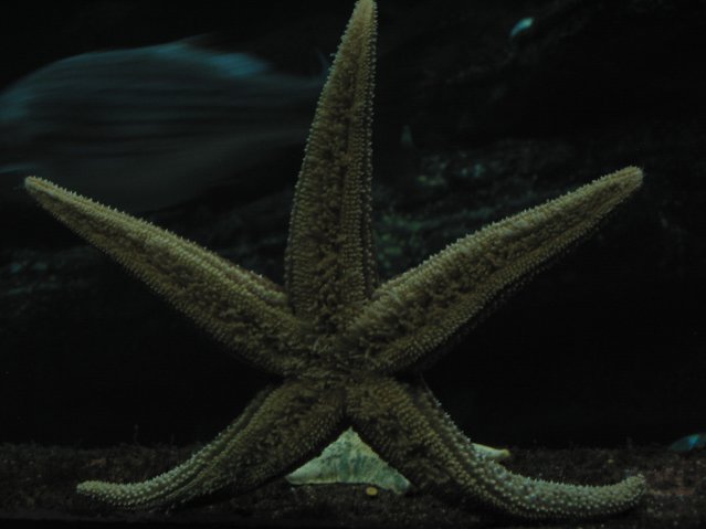Starfish