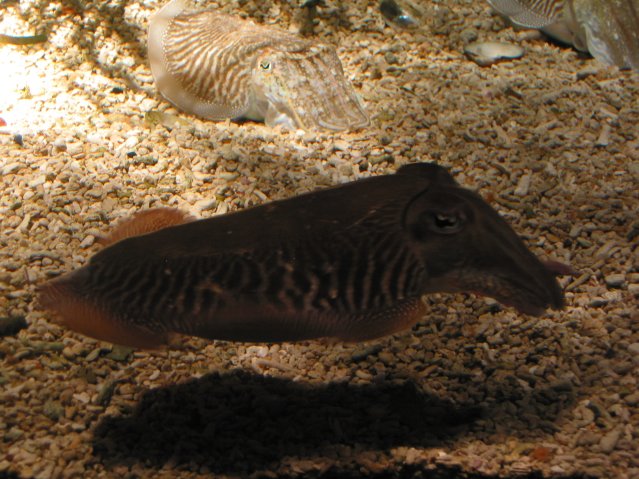 Seche