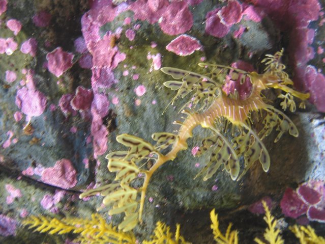 Hippocampe