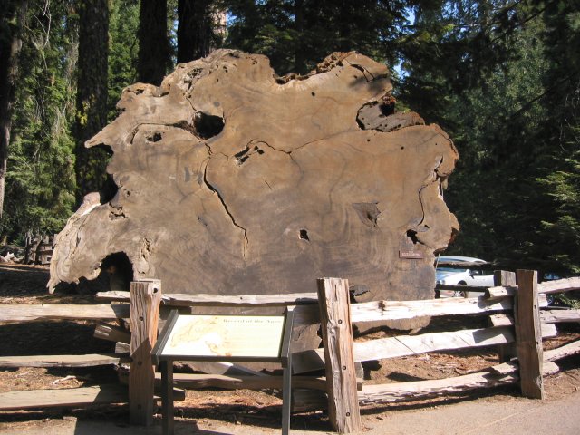 Cut in a large trunk
