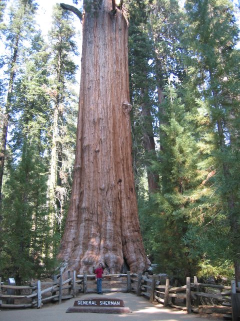 Stephane in front of the General Sherman sequoia