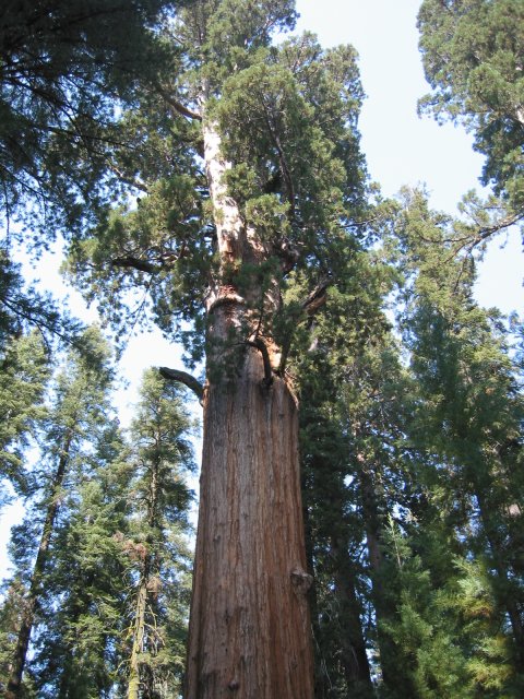 Top of General Sherman sequoia
