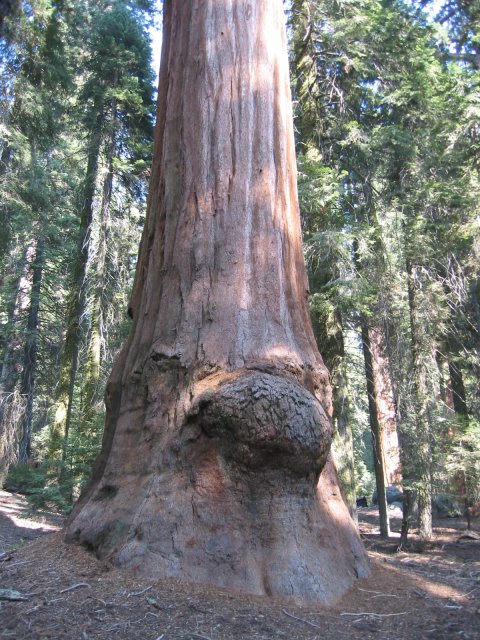 A belly in the trunk of a sequoia