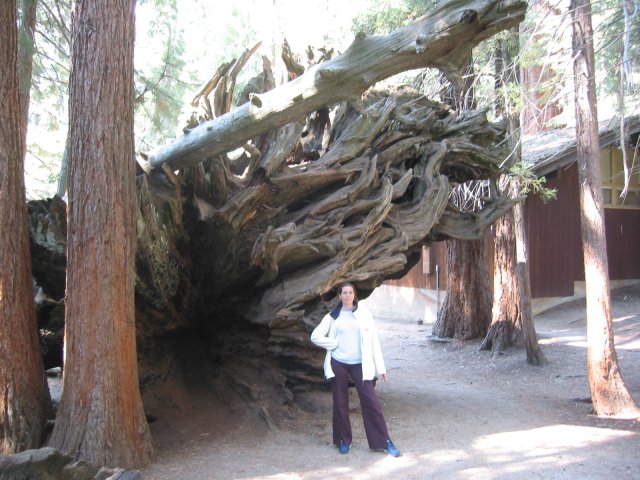 Coralie in front of the roots of a fallen sequoia