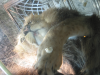 Lions at the MGM