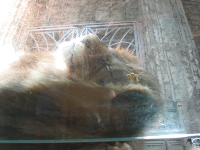 Lions at the MGM