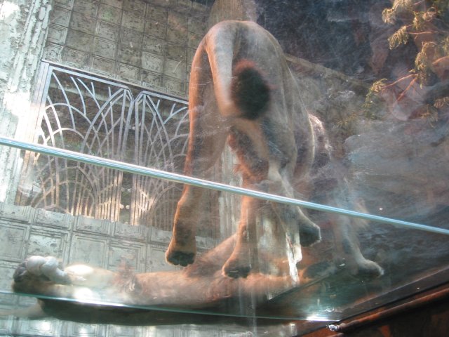 Lions at the MGM